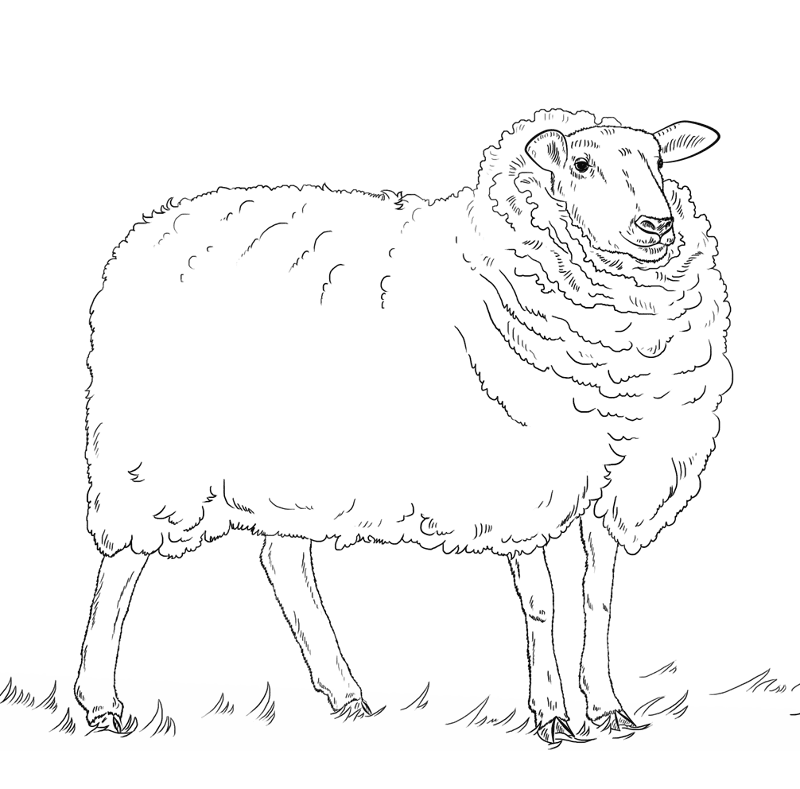 Desenho de Ovelhas para colorir e imprimir: número 28