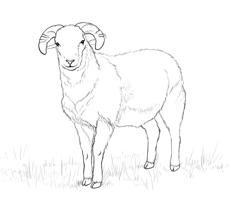 Desenho de Ovelhas para colorir e imprimir: número 29
