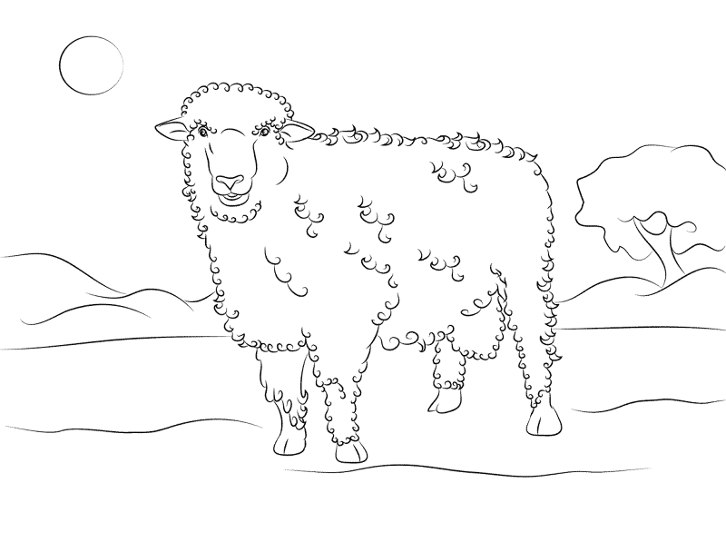 Desenho de Ovelhas para colorir