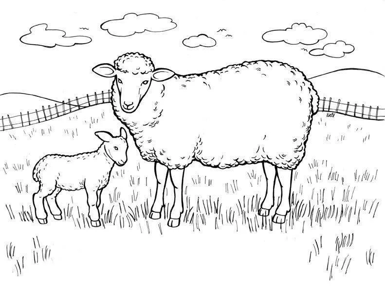 Desenho de Ovelhas para colorir