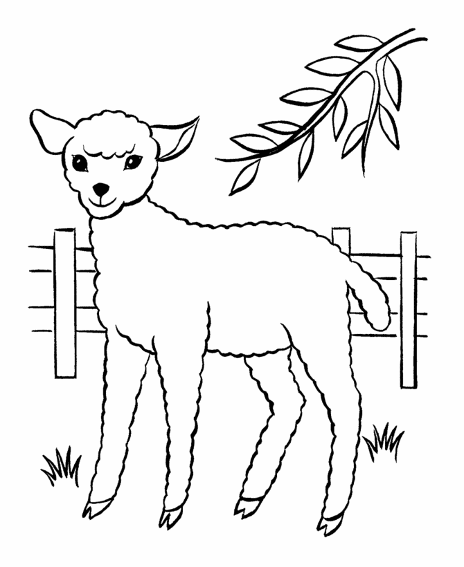 Desenho de Ovelhas para colorir