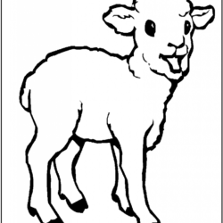 Desenho de Ovelhas para colorir