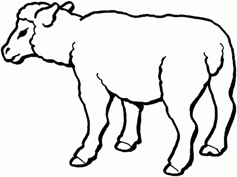 Desenho de Ovelhas para colorir