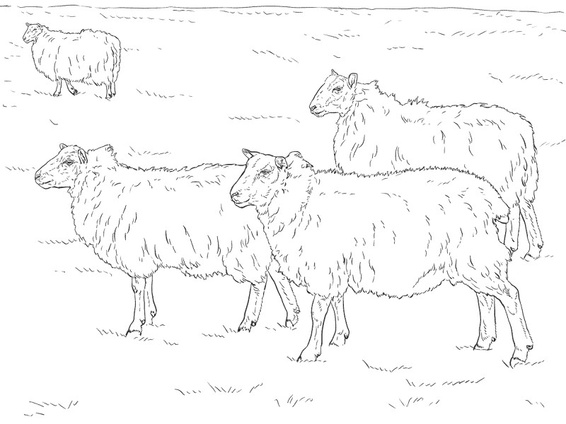 Desenho de Ovelhas para colorir