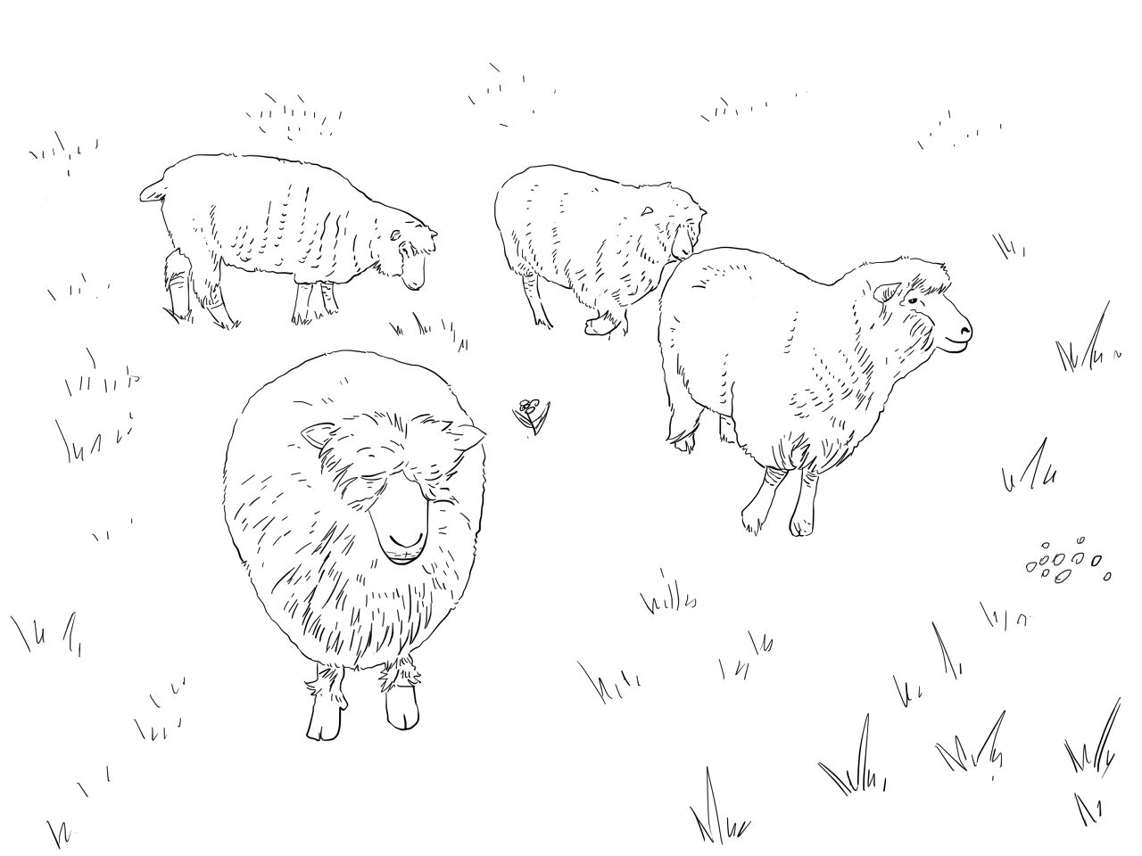 Desenho de Ovelhas para colorir
