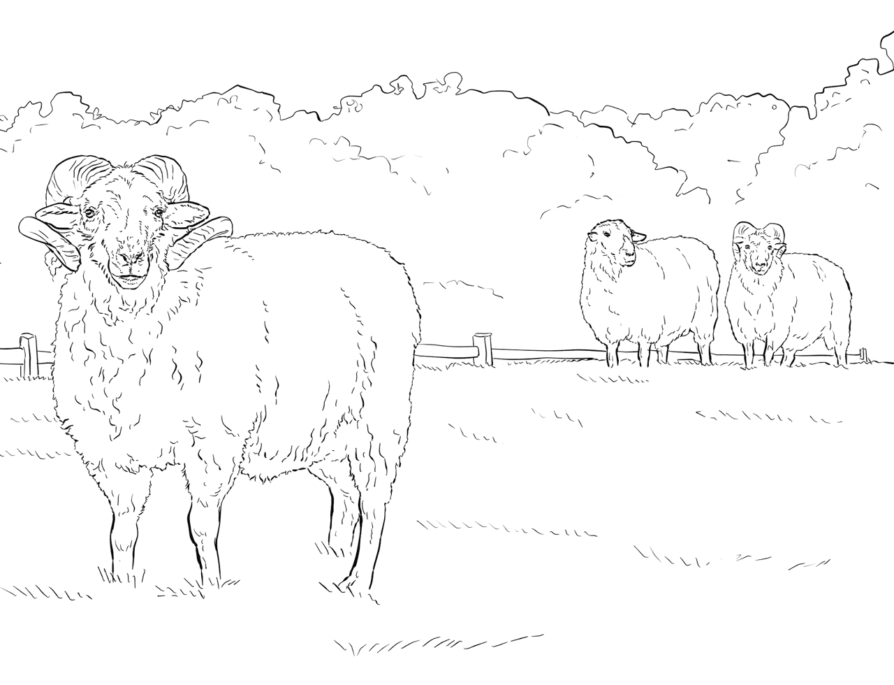 Desenho de Ovelhas para colorir