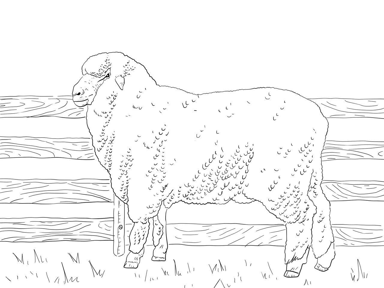 Desenho de Ovelhas para colorir