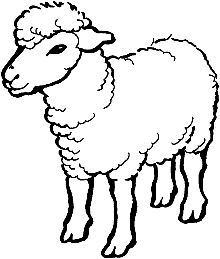 Desenho de Ovelhas para colorir