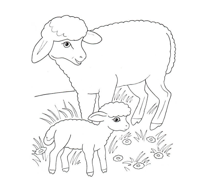 Desenho de Ovelhas para colorir