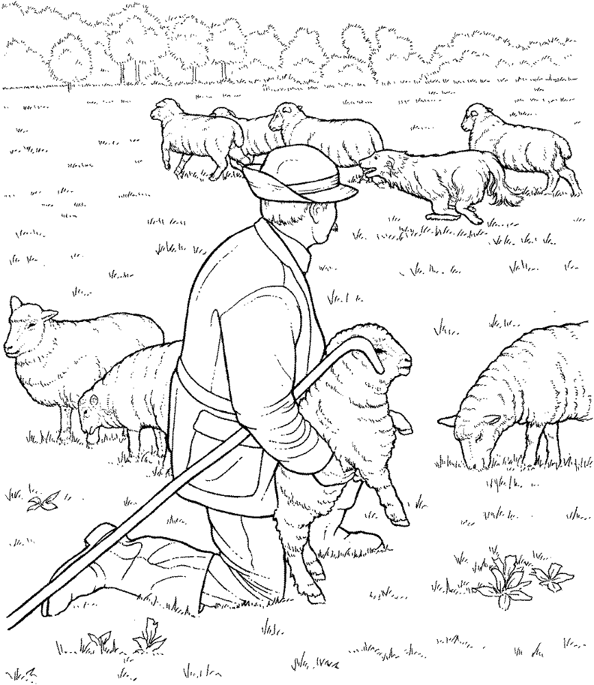 Desenho de Ovelhas para colorir