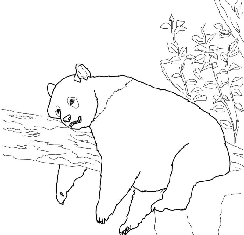Desenho de Panda Gigante para colorir e imprimir: número 8