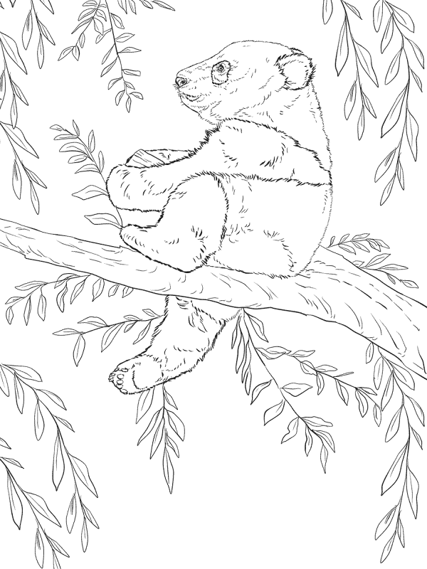Desenho de Panda Gigante para colorir e imprimir: número 19