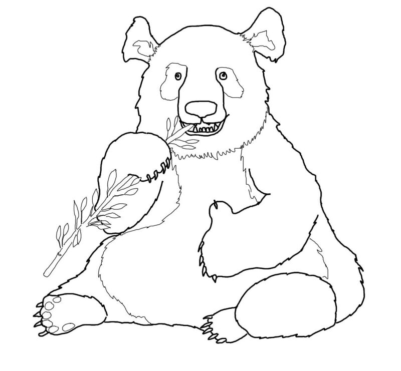 Desenho de Panda Gigante para colorir e imprimir: número 31