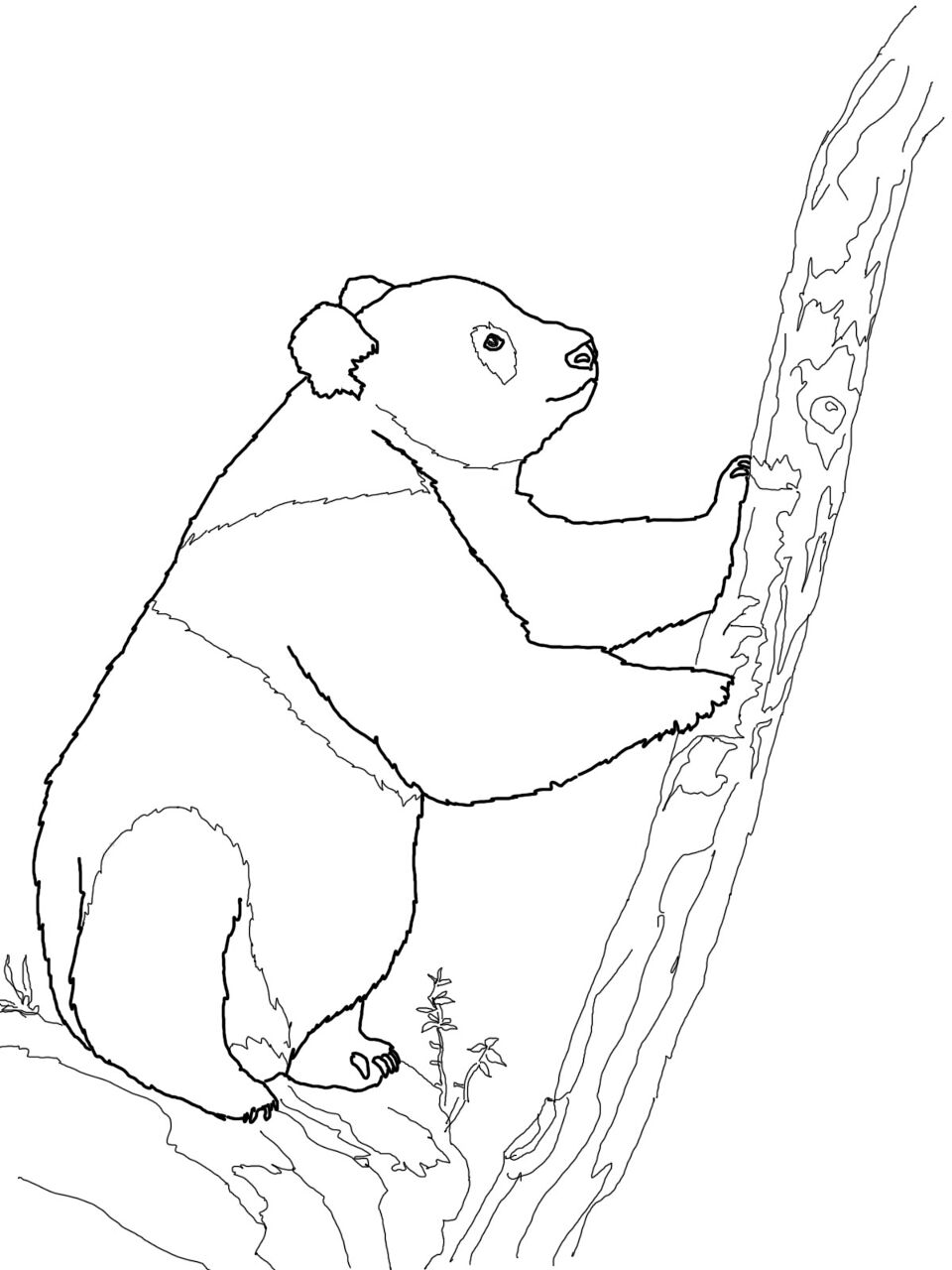 Desenho de Panda Gigante para colorir e imprimir: número 32