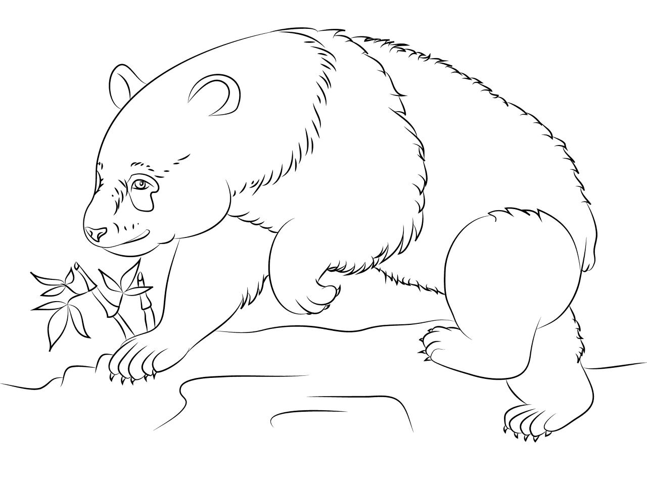 Desenho de Panda Gigante para colorir e imprimir: número 33