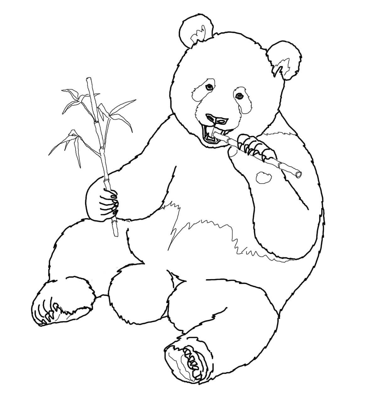 Desenho de Panda Gigante para colorir e imprimir: número 35