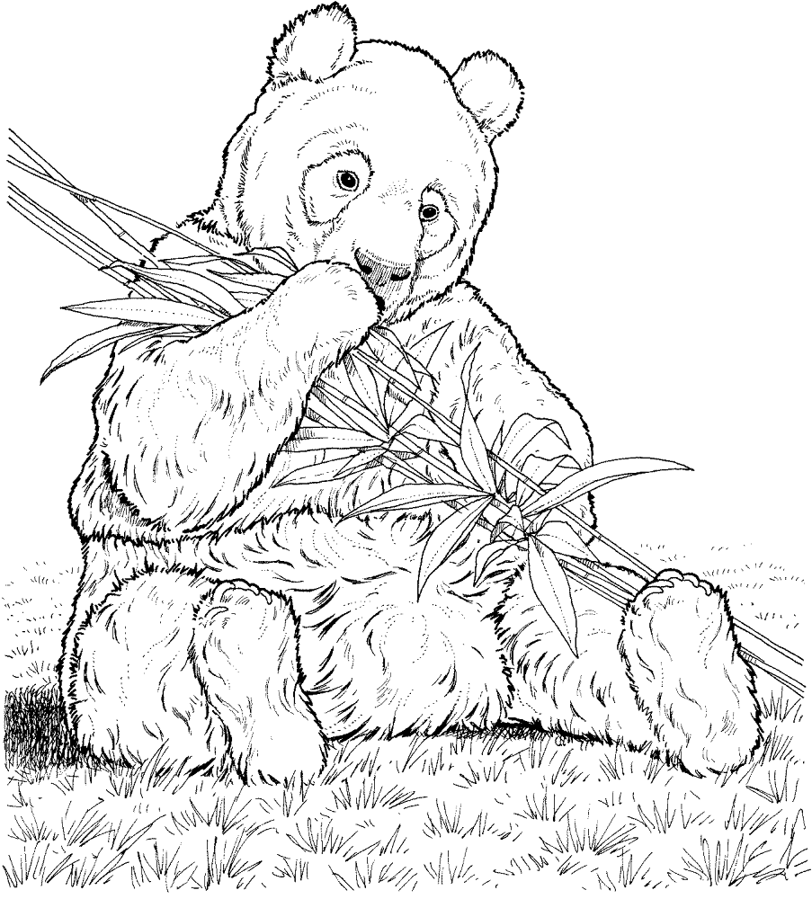 Desenho de Panda Gigante para colorir