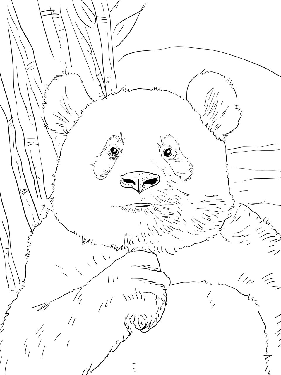 Desenho de Panda Gigante para colorir