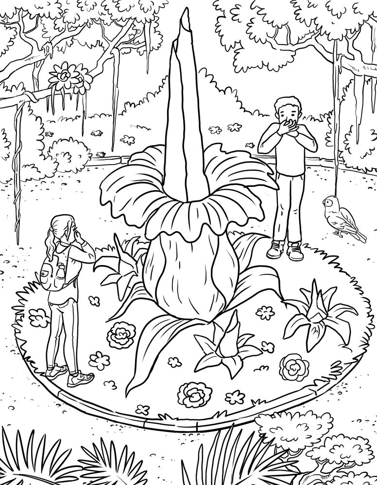 Desenho de Papagaios para colorir e imprimir: número 1