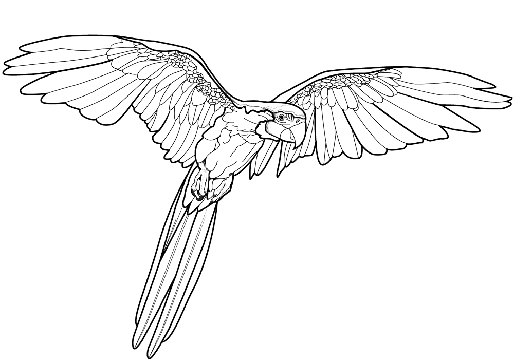 Desenho de Papagaios para colorir e imprimir: número 7