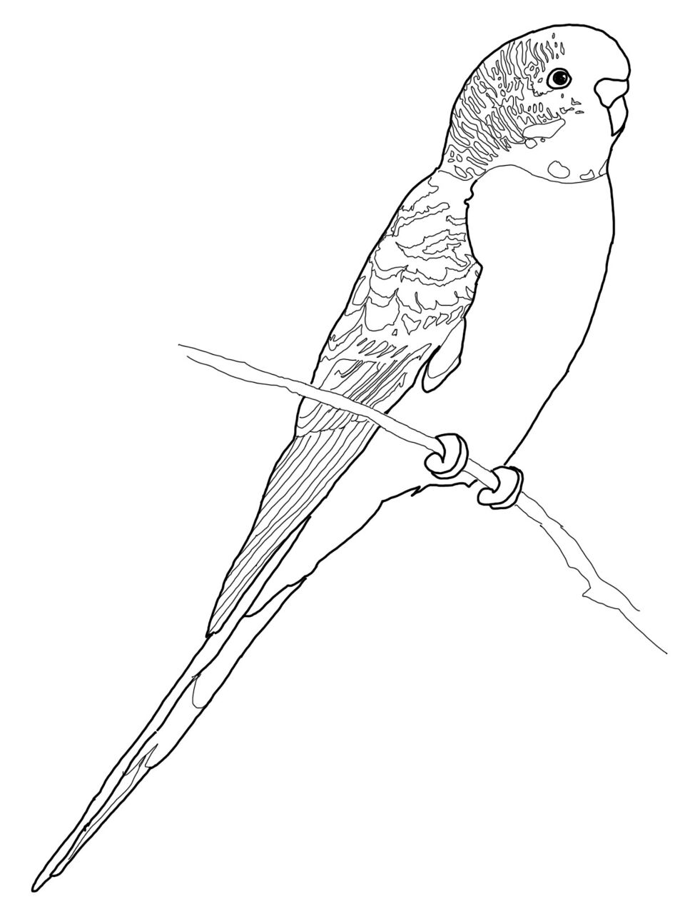 Desenho de Papagaios para colorir e imprimir: número 19