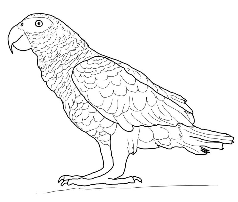 Desenho de Papagaios para colorir e imprimir: número 22