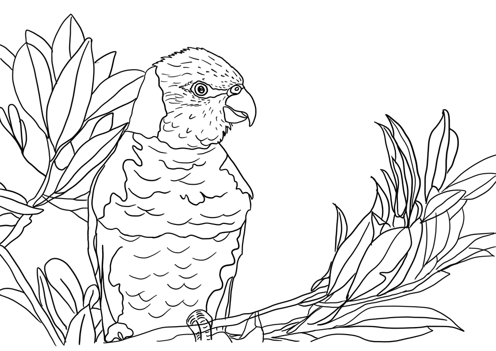 Desenho de Papagaios para colorir e imprimir: número 32