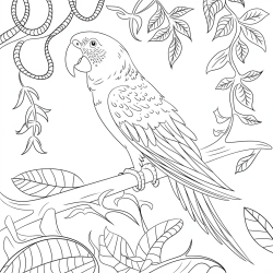 Desenho de Papagaios para colorir e imprimir: número 37