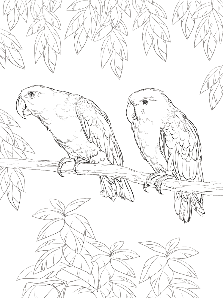 Desenho de Papagaios para colorir