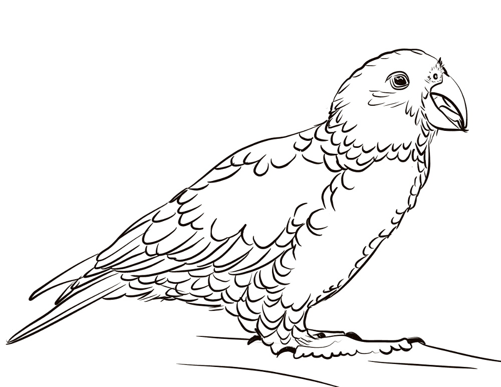 Desenho de Papagaios para colorir