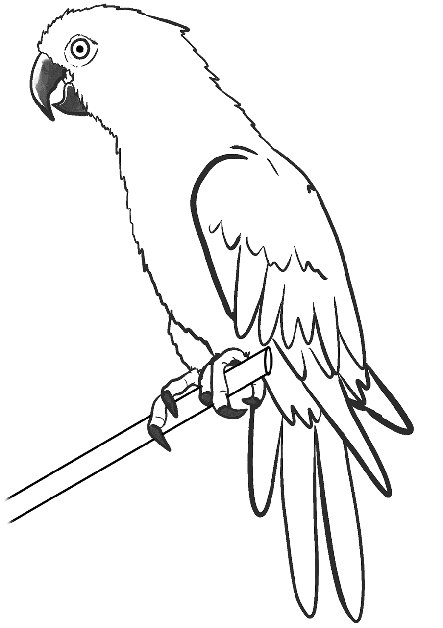 Desenho de Papagaios para colorir