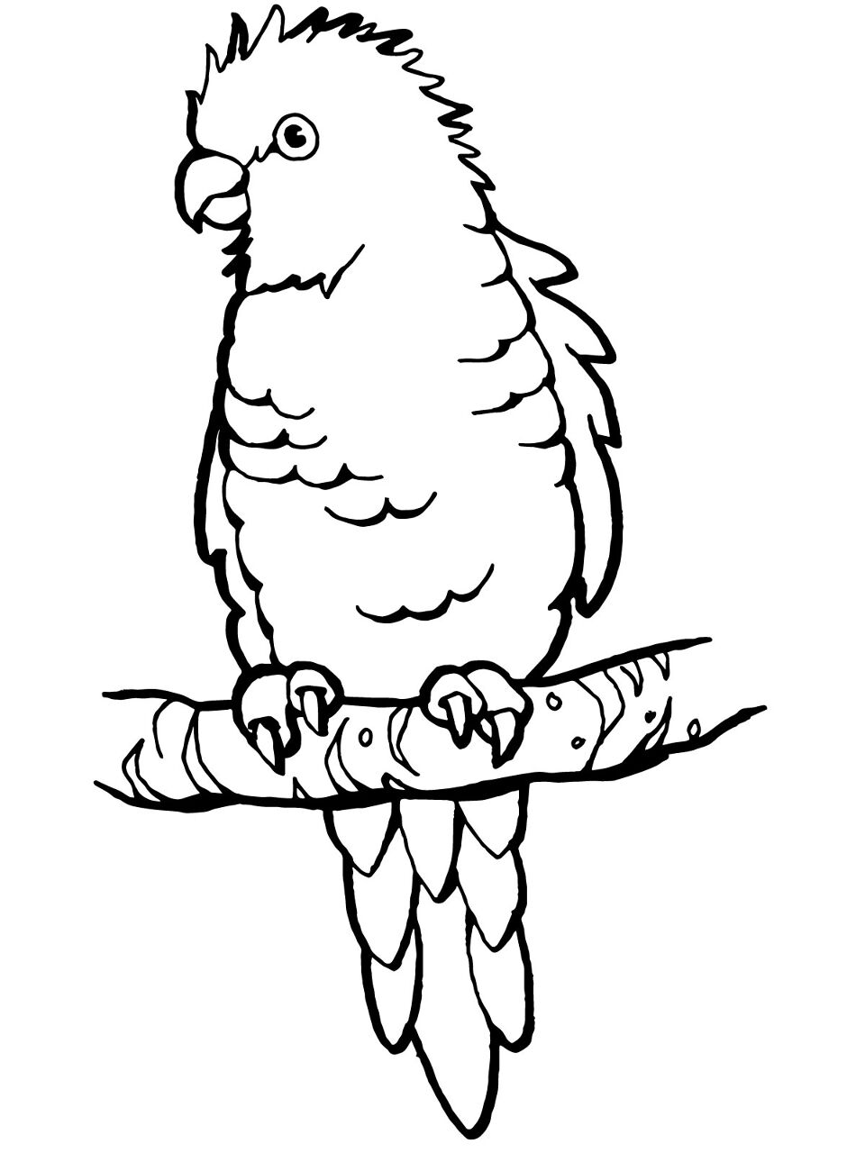 Desenho de Papagaios para colorir