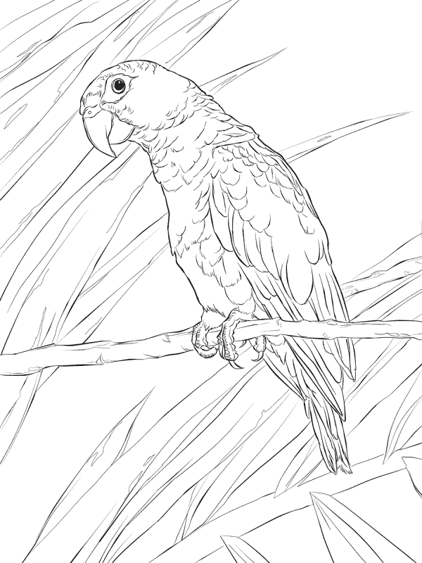 Desenho de Papagaios para colorir