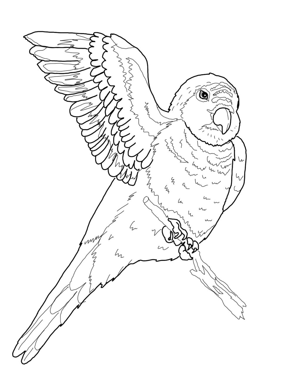 Desenho de Papagaios para colorir
