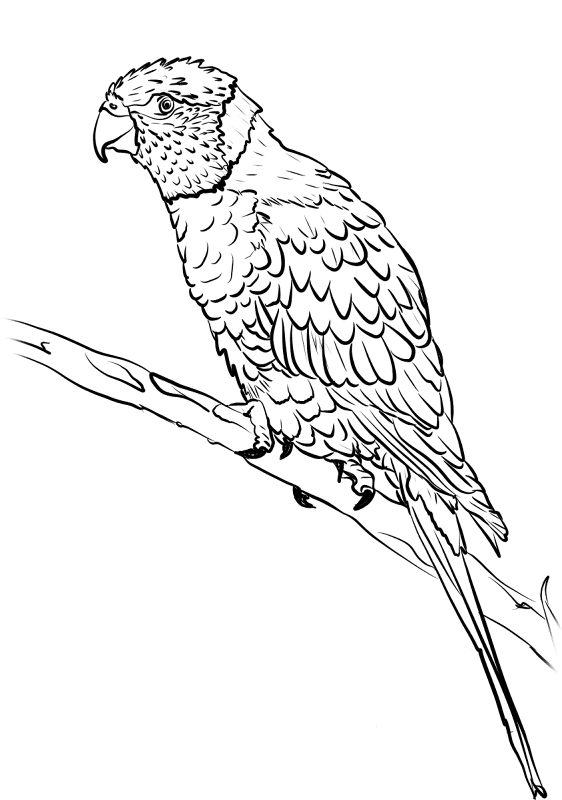 Desenho de Papagaios para colorir