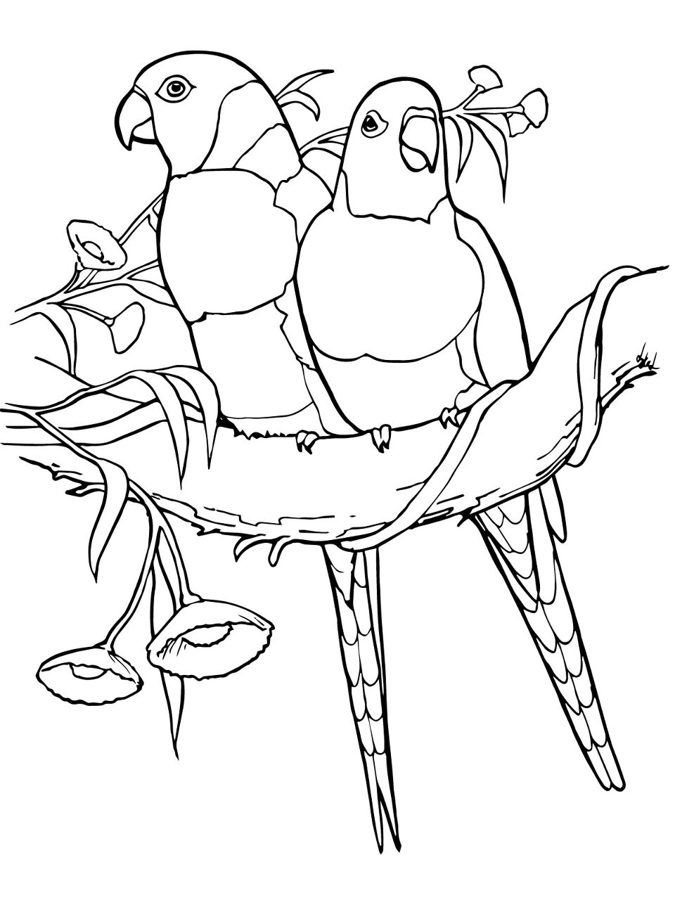 Desenho de Papagaios para colorir