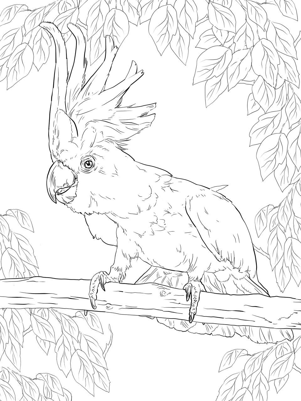 Desenho de Papagaios para colorir