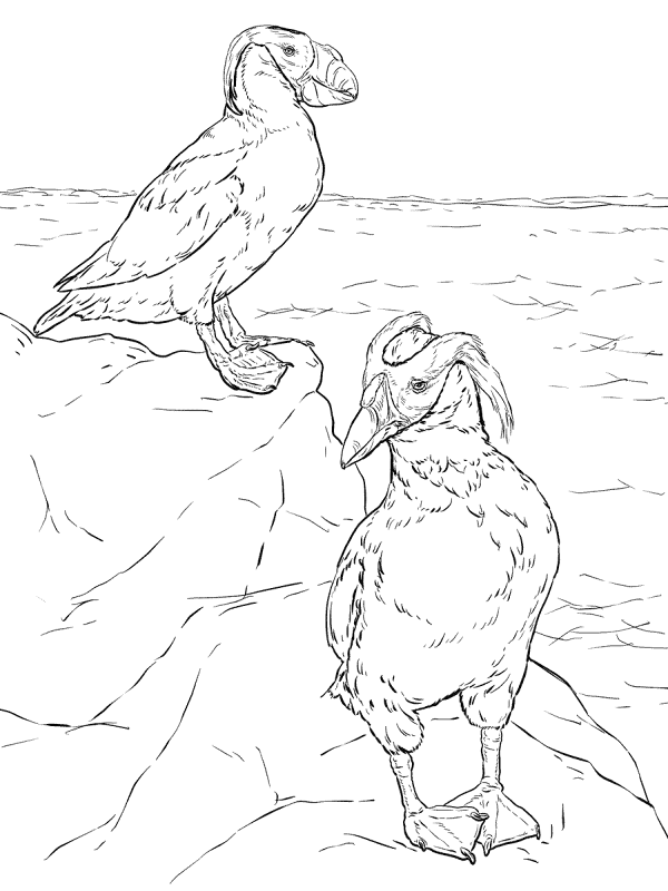 Desenho de Papagaios para colorir