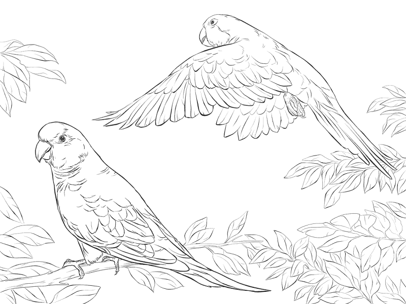 Desenho de Papagaios para colorir