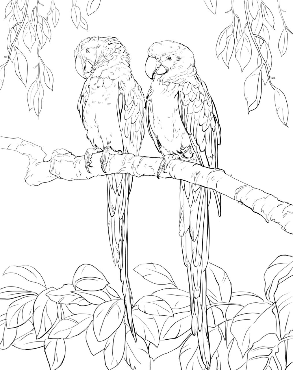 Desenho de Papagaios para colorir