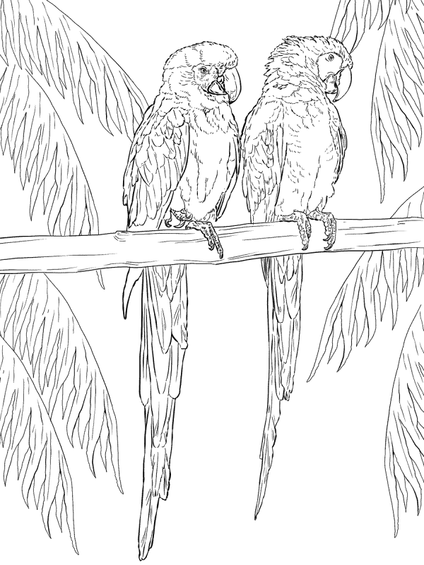 Desenho de Papagaios para colorir