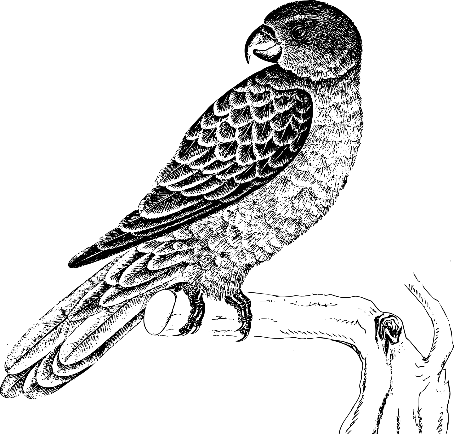 Desenho de Papagaios para colorir