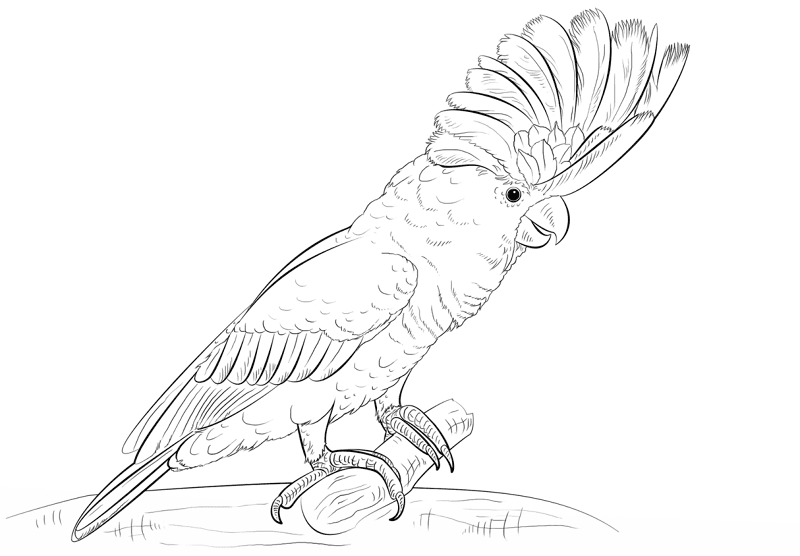 Desenho de Papagaios para colorir