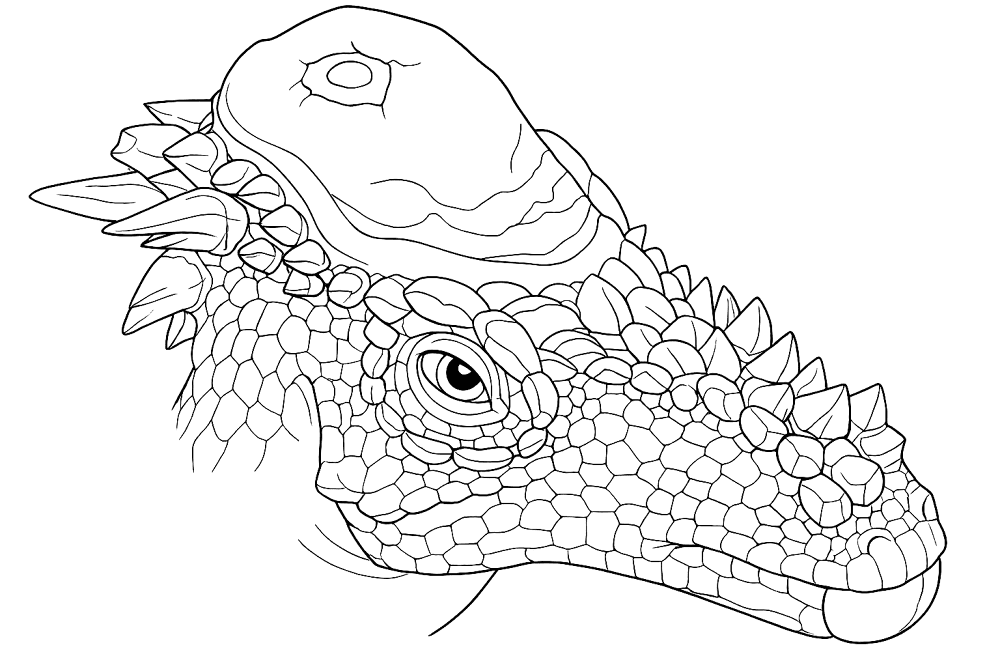 Desenho de Paquicefalossauro para colorir e imprimir: número 7