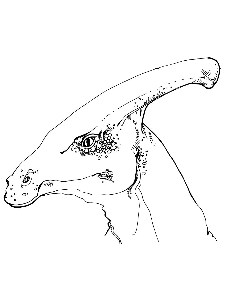 Desenho de Parassaurolofo para colorir e imprimir: número 4