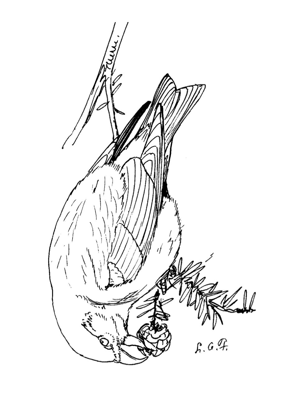 Desenho de Pássaros para colorir e imprimir: número 1