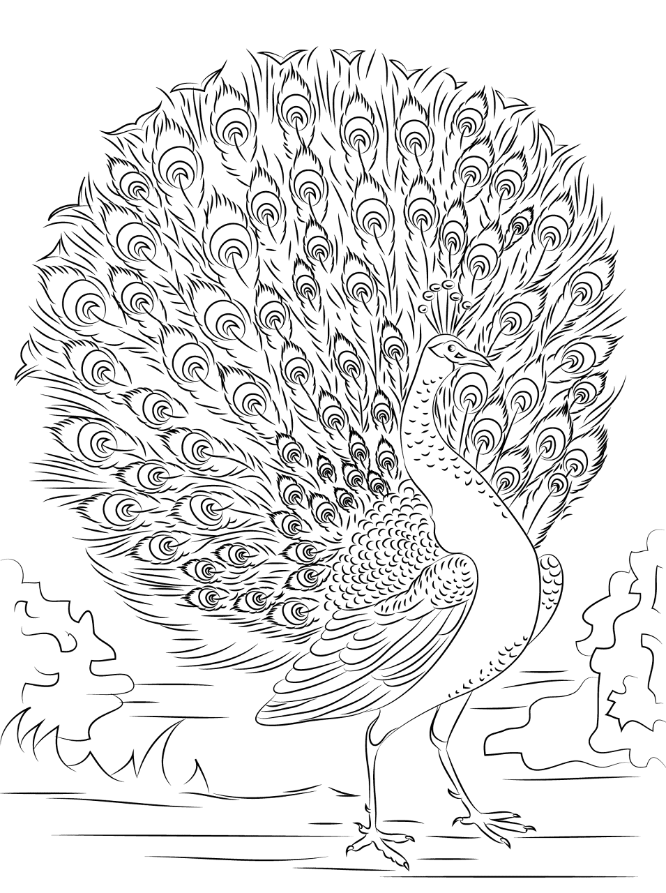 Desenho de Pássaros para colorir e imprimir: número 2