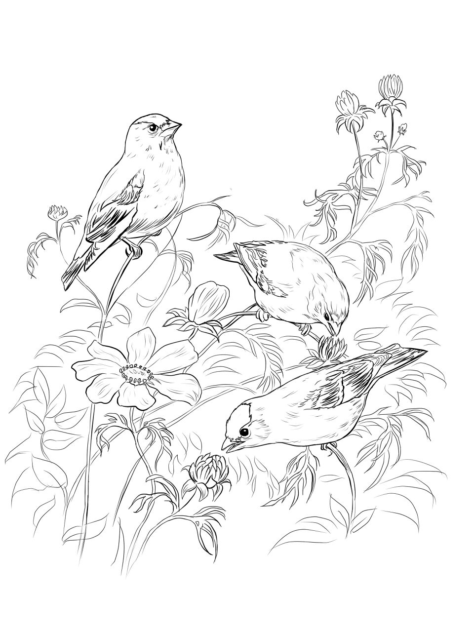 Desenho de Pássaros para colorir e imprimir: número 4