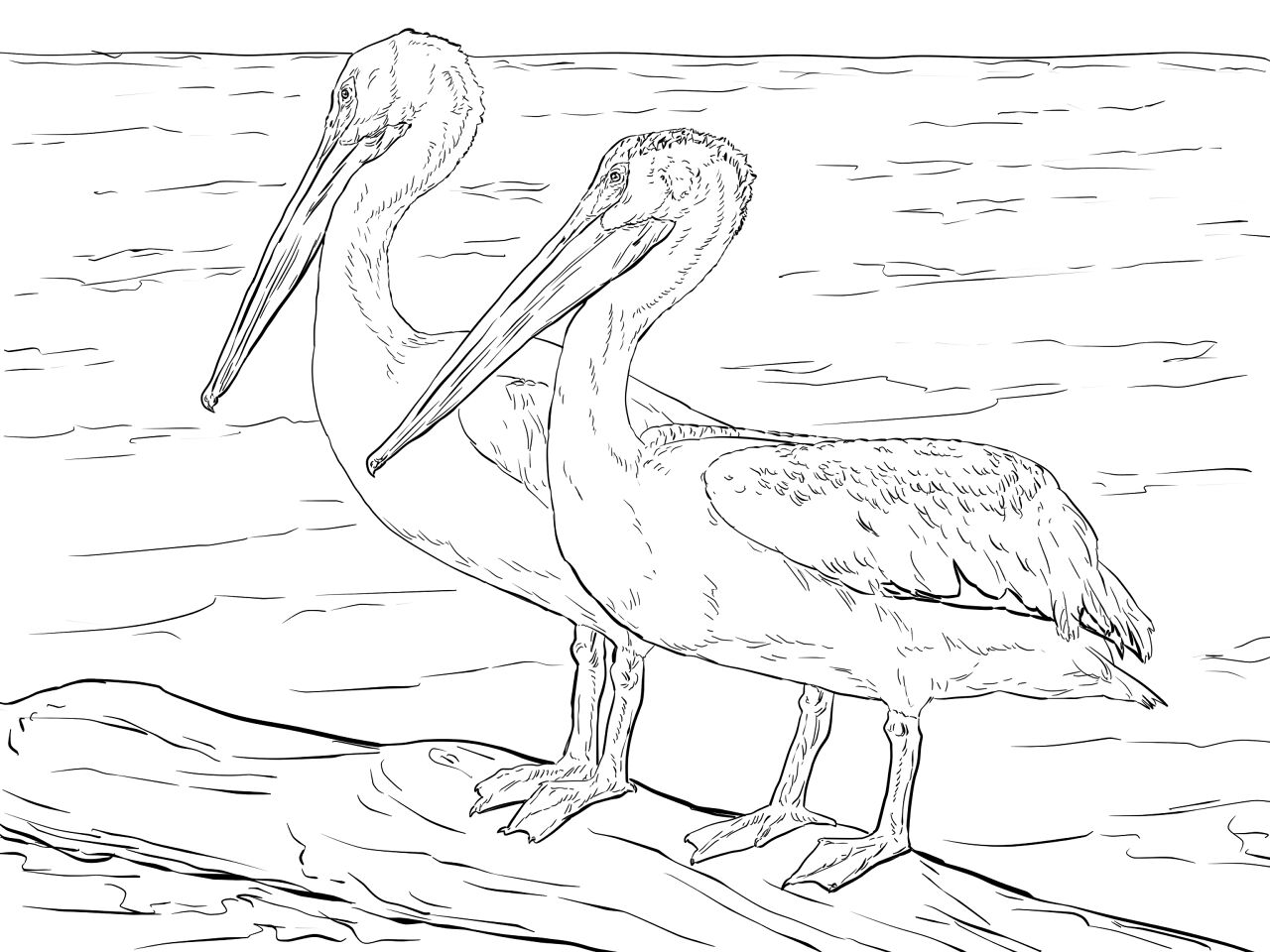 Desenho de Pássaros para colorir e imprimir: número 5