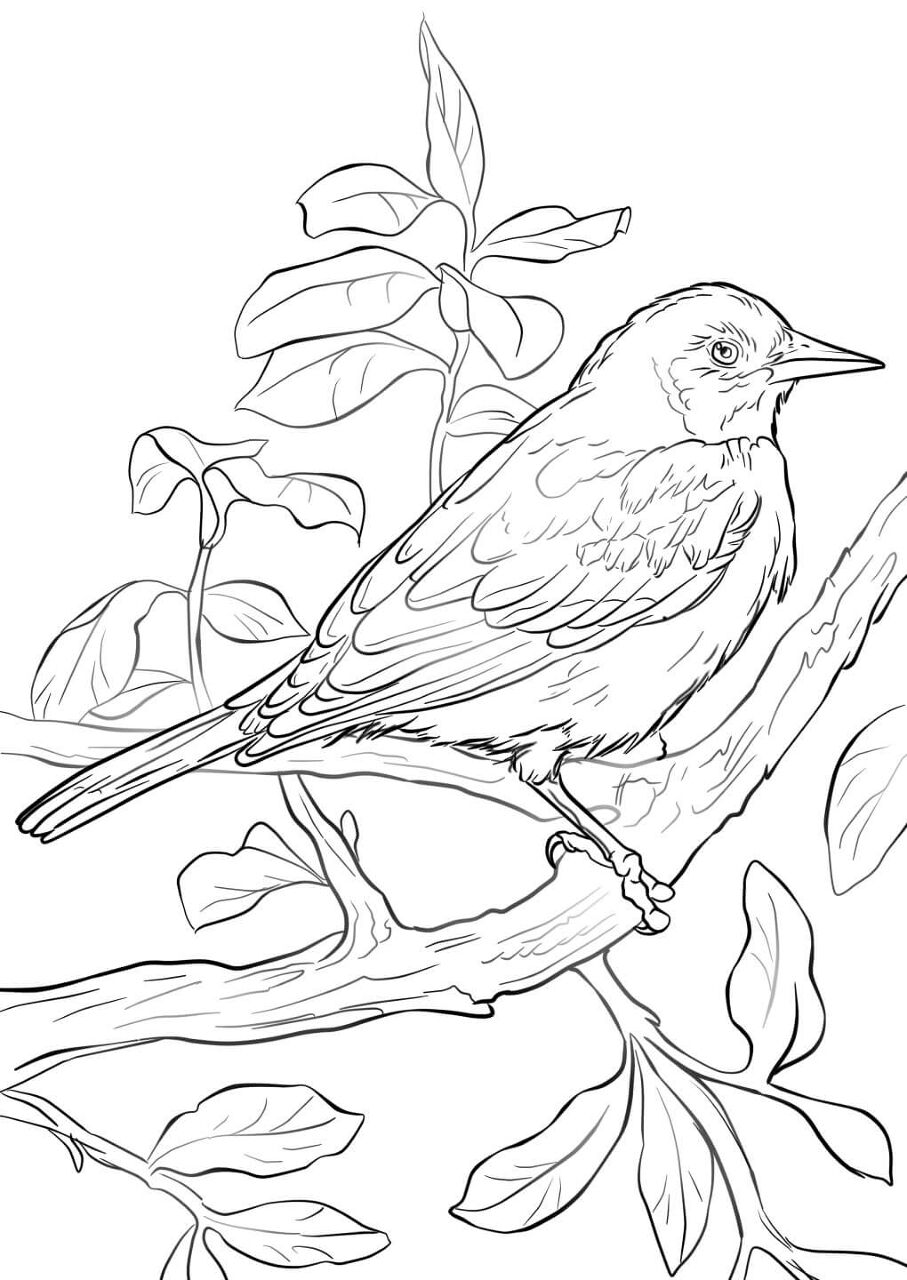 Desenho de Pássaros para colorir e imprimir: número 8